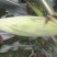 甜玉米，花糯，白糯，（正在上市中）大量出货