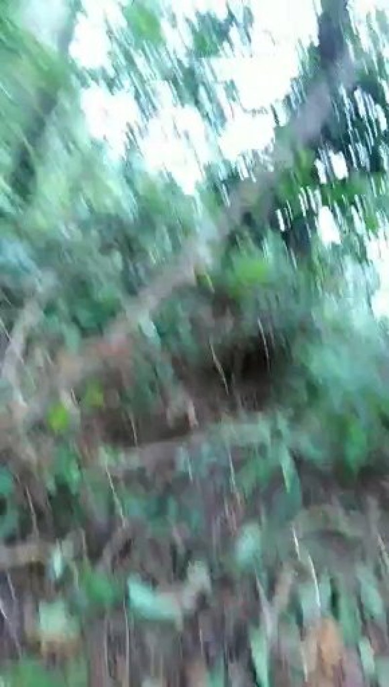 野生白背草，价格贵在品质，量大优惠，咨询有货下单