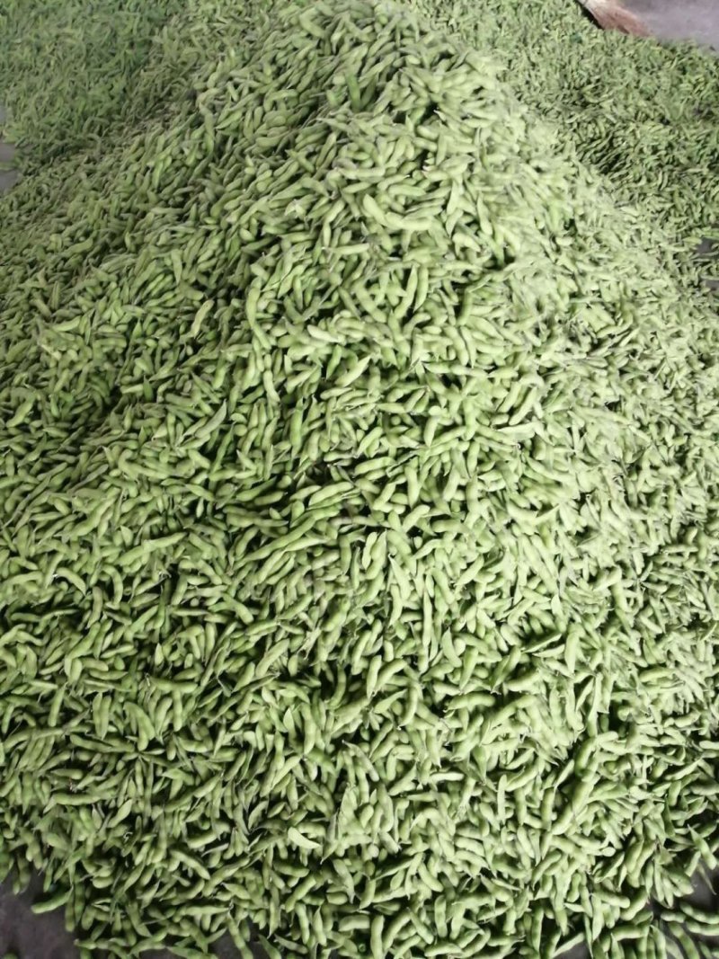 四川彭州精品毛豆大量上市了：自有一条清洗生产线，冻库！