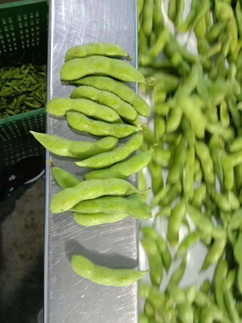 四川彭州精品毛豆大量上市了：自有一条清洗生产线，冻库！
