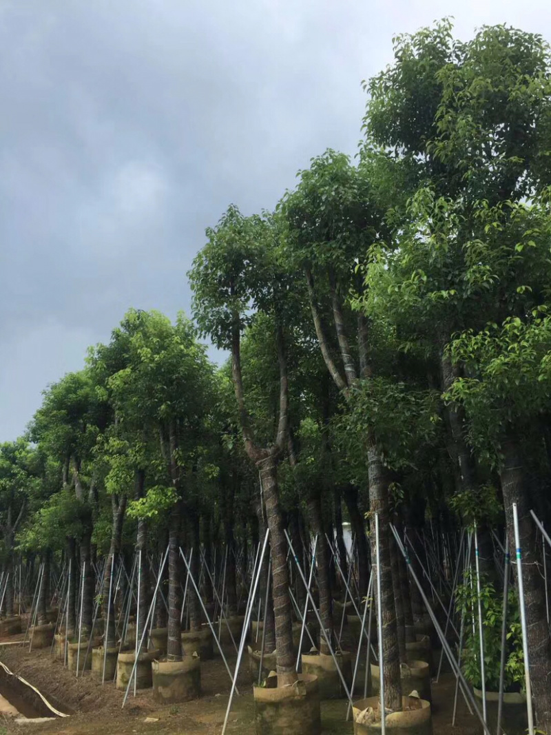 绿化苗木香樟(光杆骨架苗)长期供应各种苗木