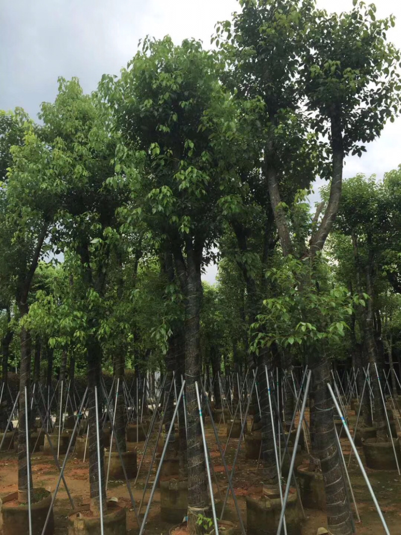 绿化苗木香樟(光杆骨架苗)长期供应各种苗木