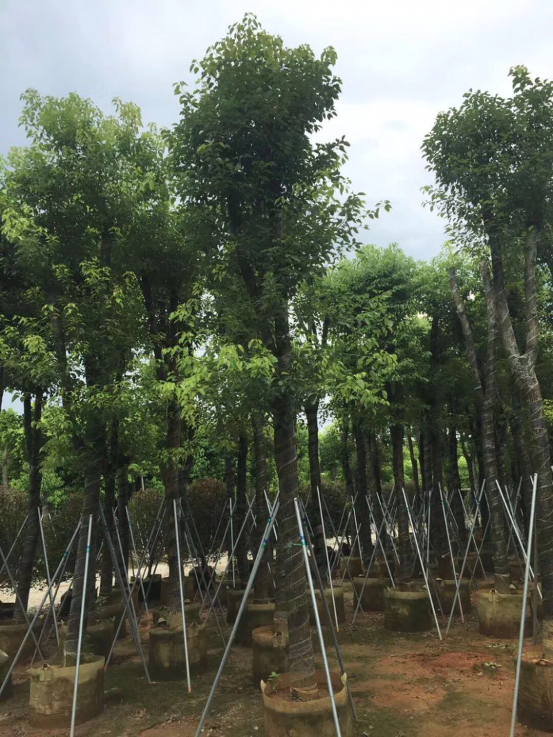 绿化苗木香樟(光杆骨架苗)长期供应各种苗木