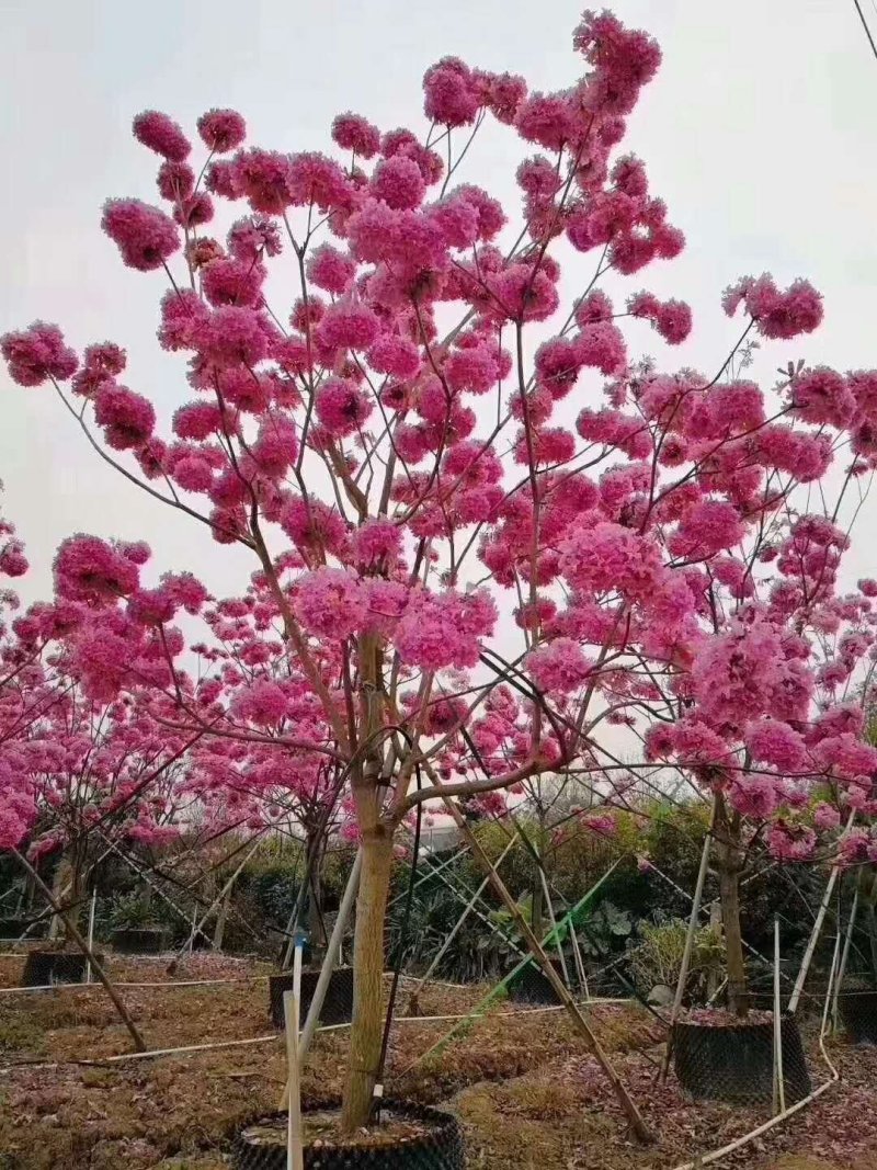 紫花风铃