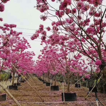 紫花风铃