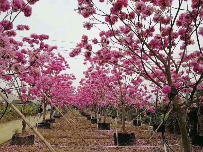 紫花风铃