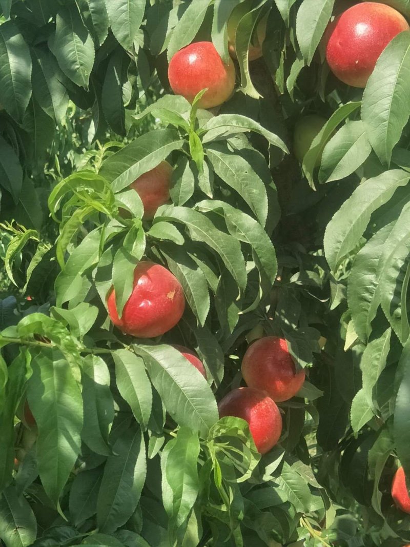 油桃，曙光，黄肉油桃