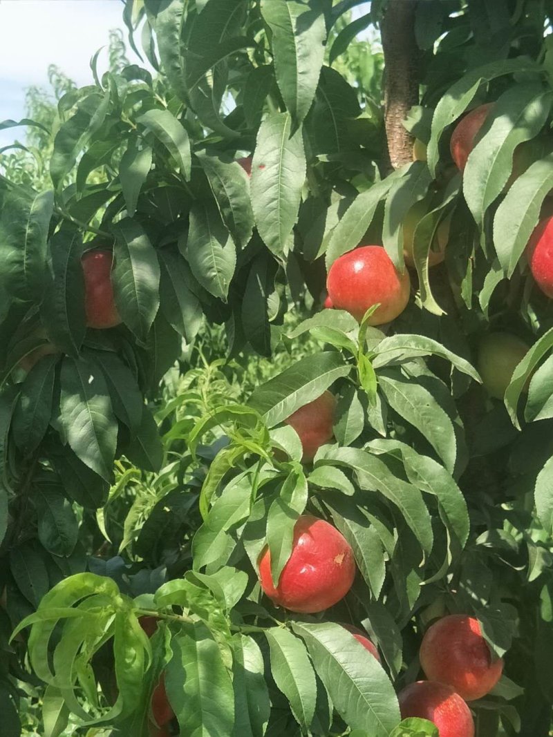 油桃，曙光，黄肉油桃
