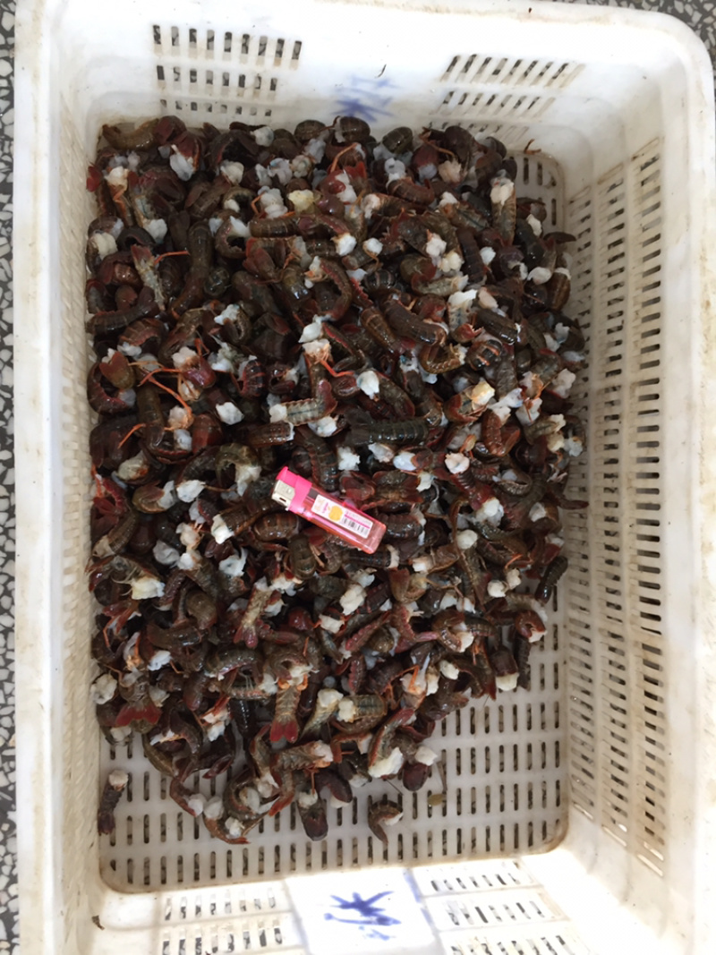 新鲜龙虾尾