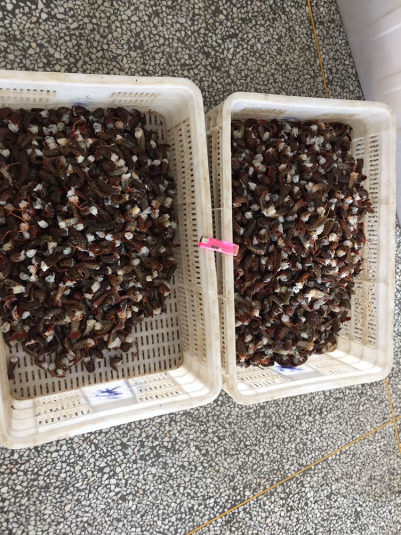 新鲜龙虾尾