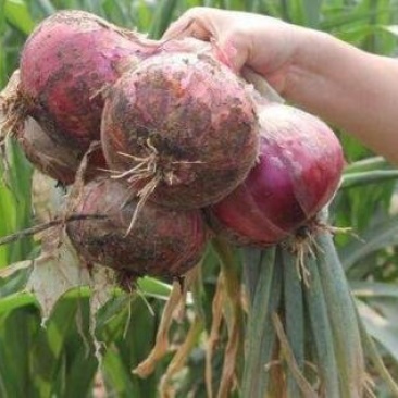 莘县洋葱