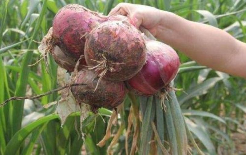 莘县洋葱