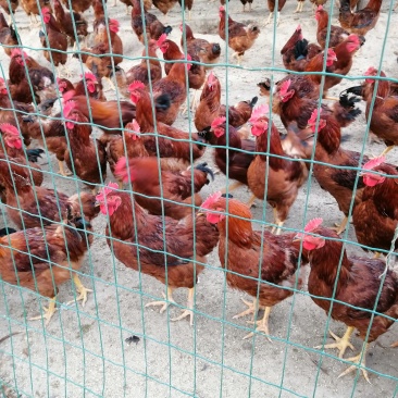 【土鸡蛋】“陇桥绿”正宗纯粮食林下散养土鸡，土鸡蛋，