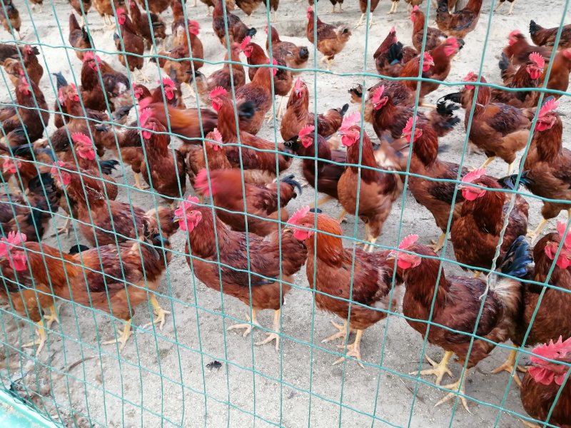 【土鸡蛋】“陇桥绿”正宗纯粮食林下散养土鸡，土鸡蛋，