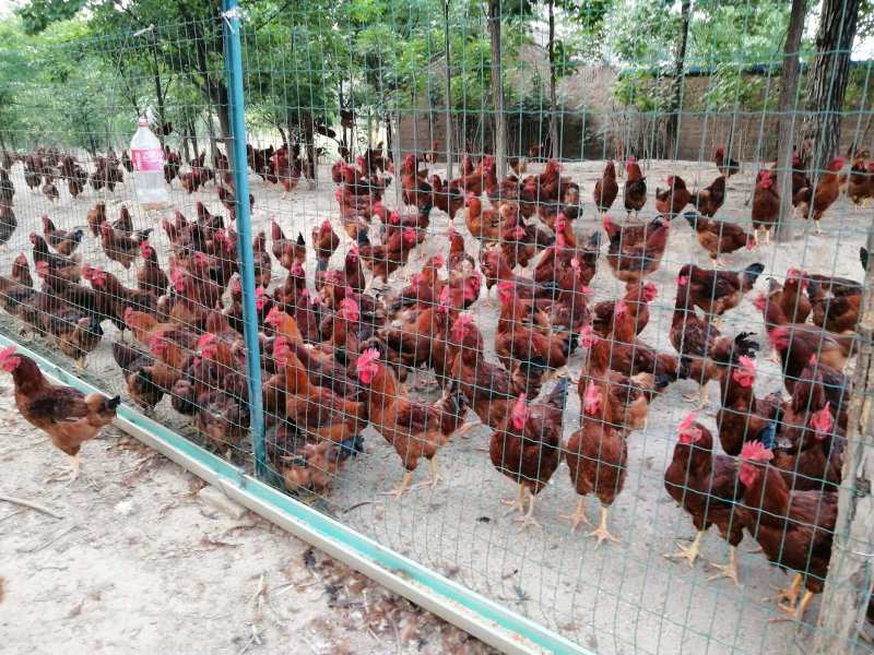 【土鸡蛋】“陇桥绿”正宗纯粮食林下散养土鸡，土鸡蛋，