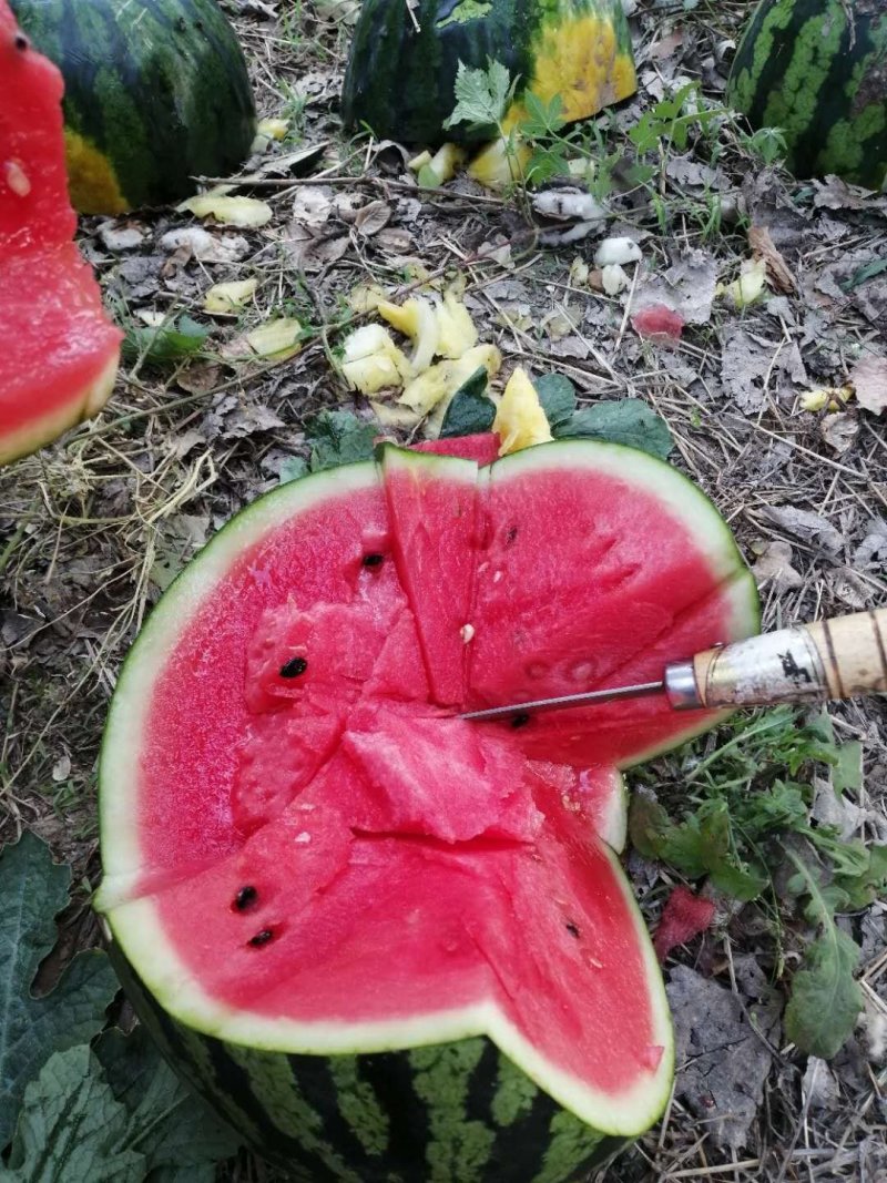 山东泗水西瓜大量上市