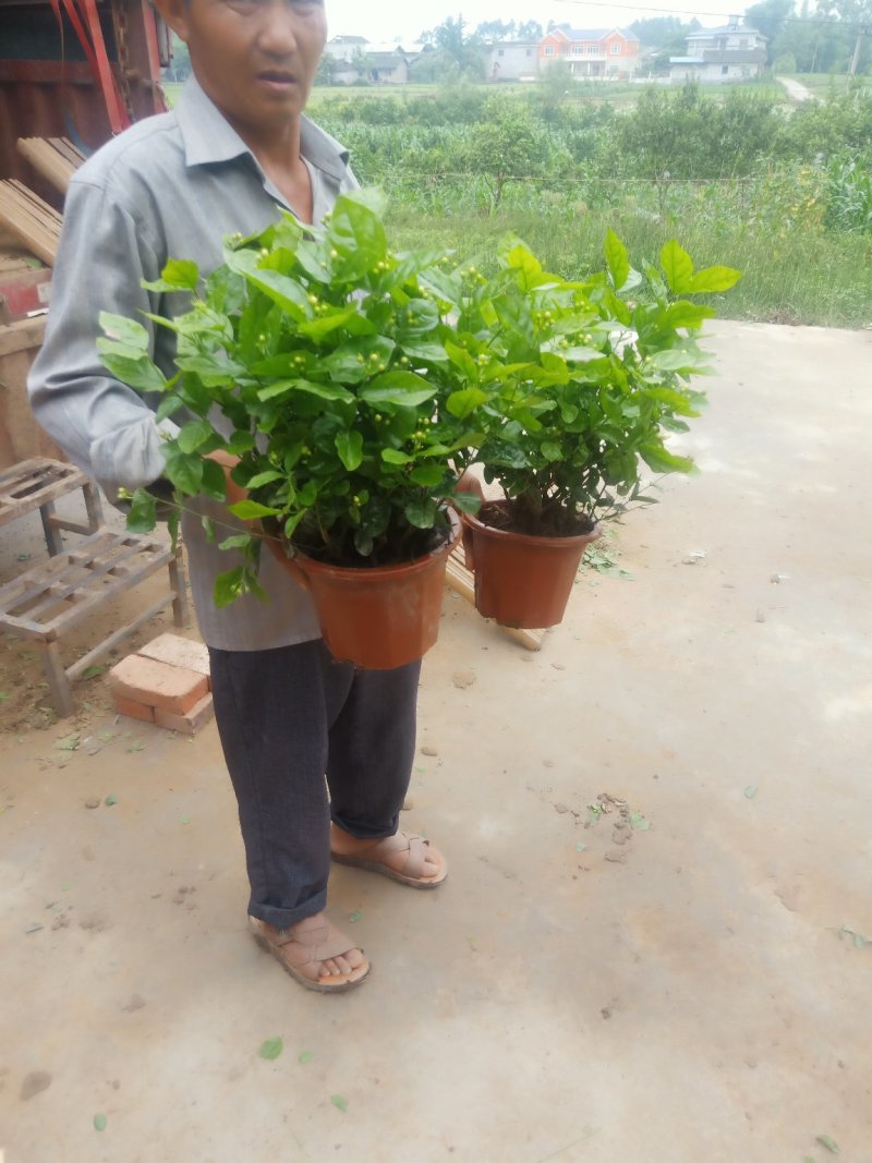 2023年带盆的含苞待放的茉莉花己经上市了