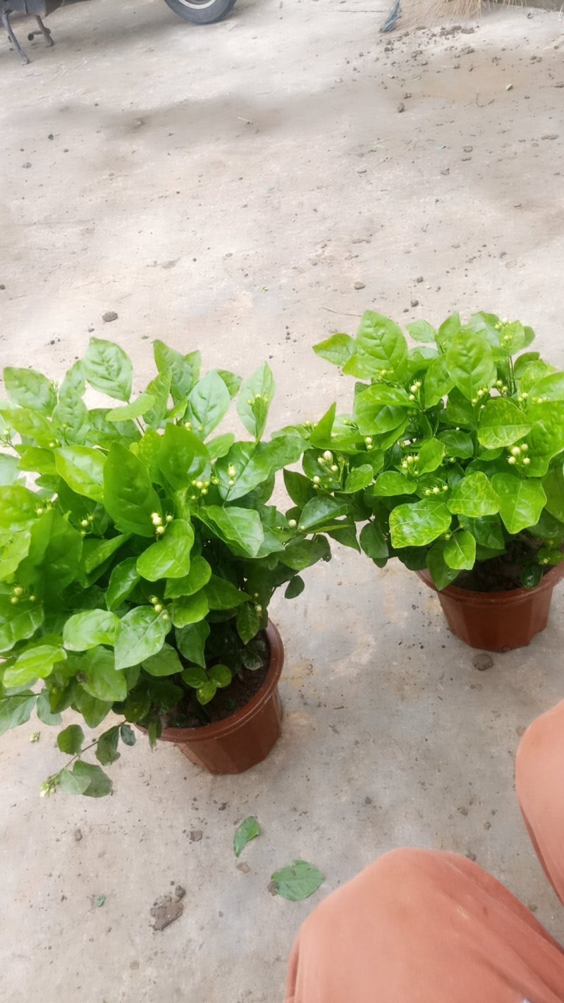 2023年带盆的含苞待放的茉莉花己经上市了