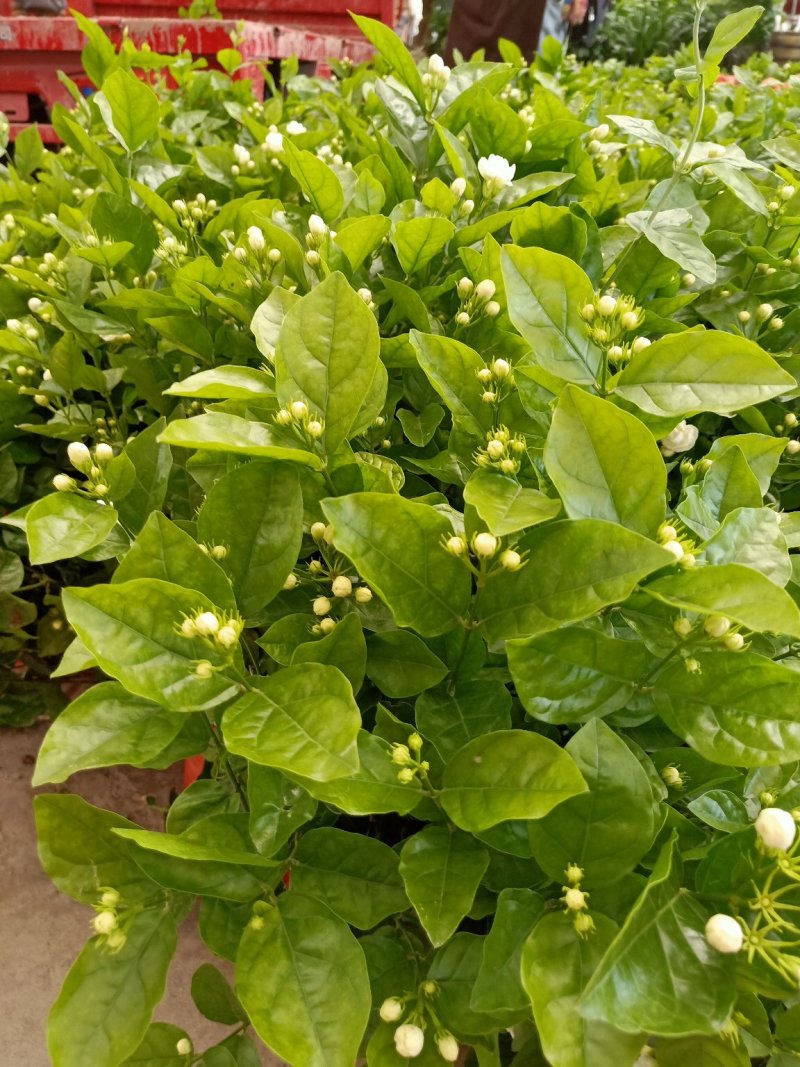 2023年带盆的含苞待放的茉莉花己经上市了