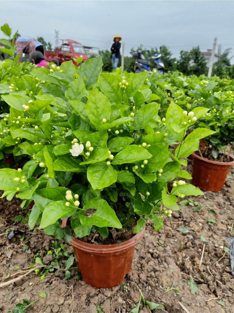 2023年带盆的含苞待放的茉莉花己经上市了
