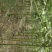 大量出售1到5公分精品青桐，量大价优，欢迎考察。