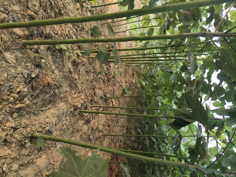 大量出售1到5公分精品青桐，量大价优，欢迎考察。