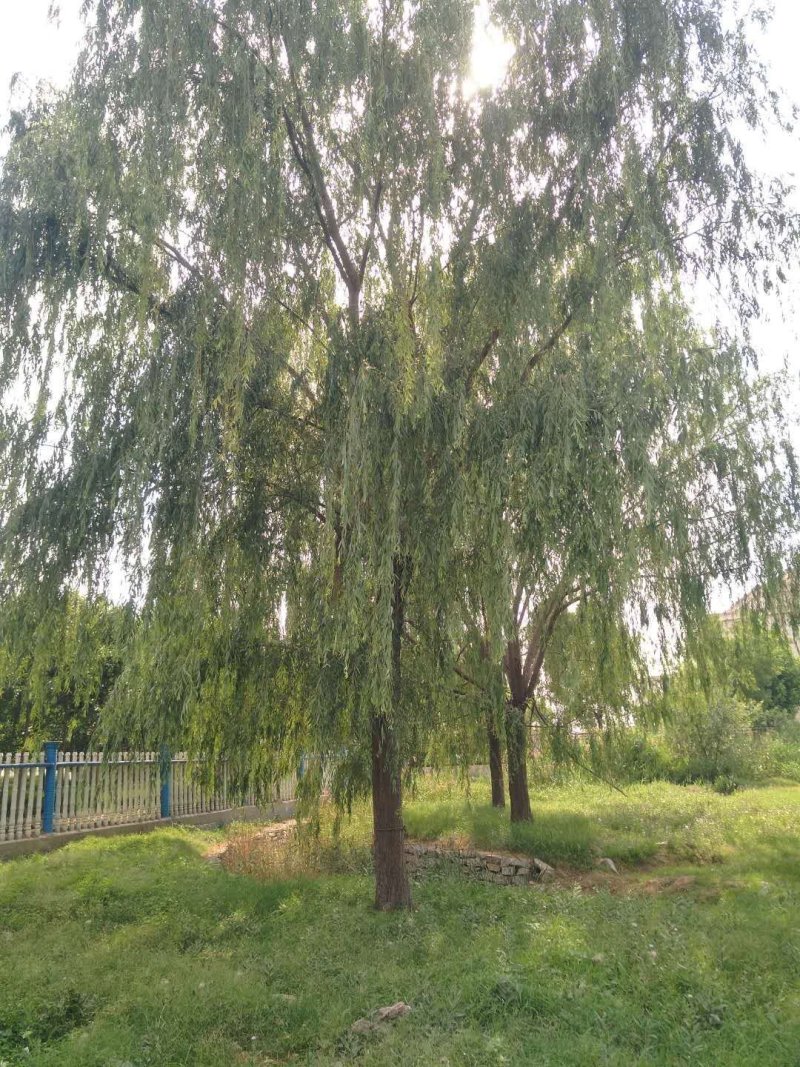 垂柳