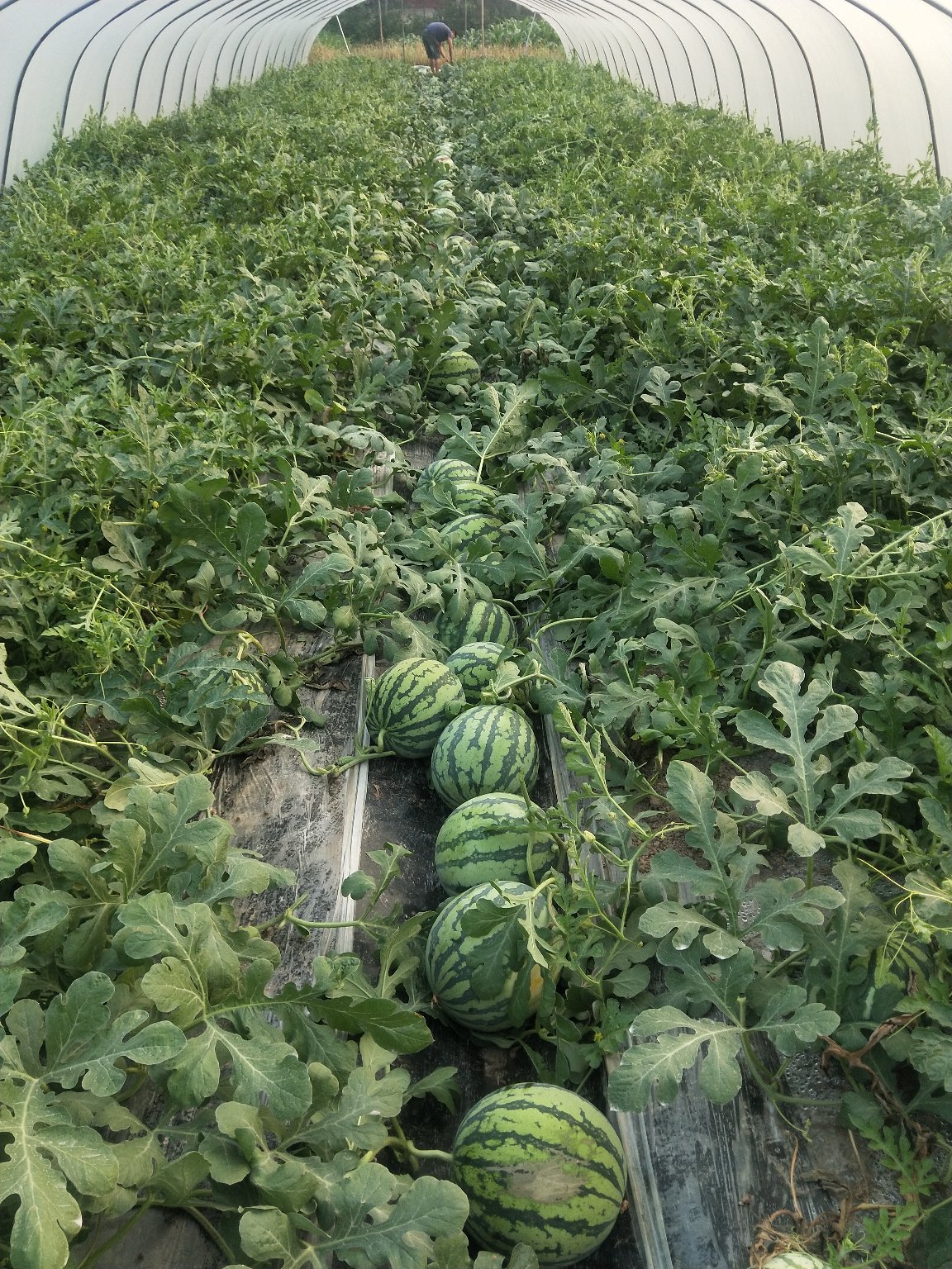 [麒麟西瓜批发]河南信阳罗山县西瓜 1.60元/斤种植基地 _ 一亩田