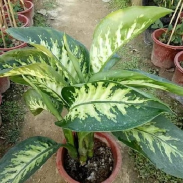 优质花叶斑马万年青银皇后银脉爵床银脉花盆栽孔雀竹芋室内绿