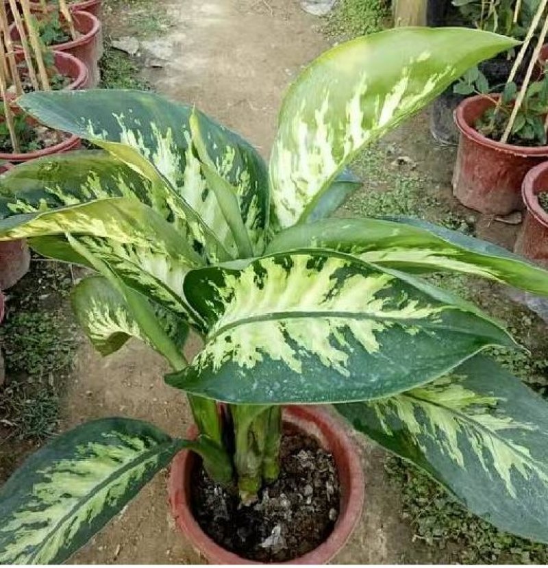 优质花叶斑马万年青银皇后银脉爵床银脉花盆栽孔雀竹芋室内绿