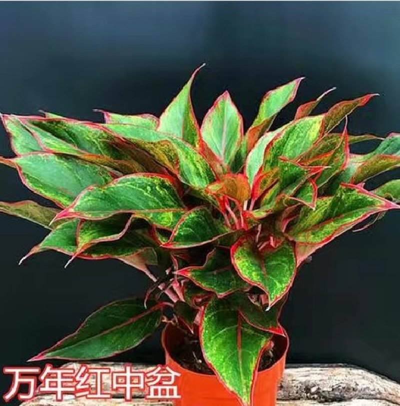 优质花叶斑马万年青银皇后银脉爵床银脉花盆栽孔雀竹芋室内绿