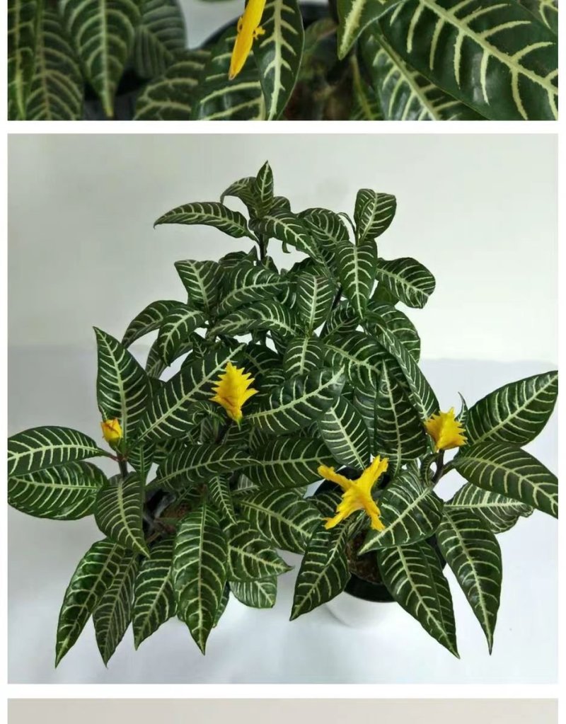 优质花叶斑马万年青银皇后银脉爵床银脉花盆栽孔雀竹芋室内绿