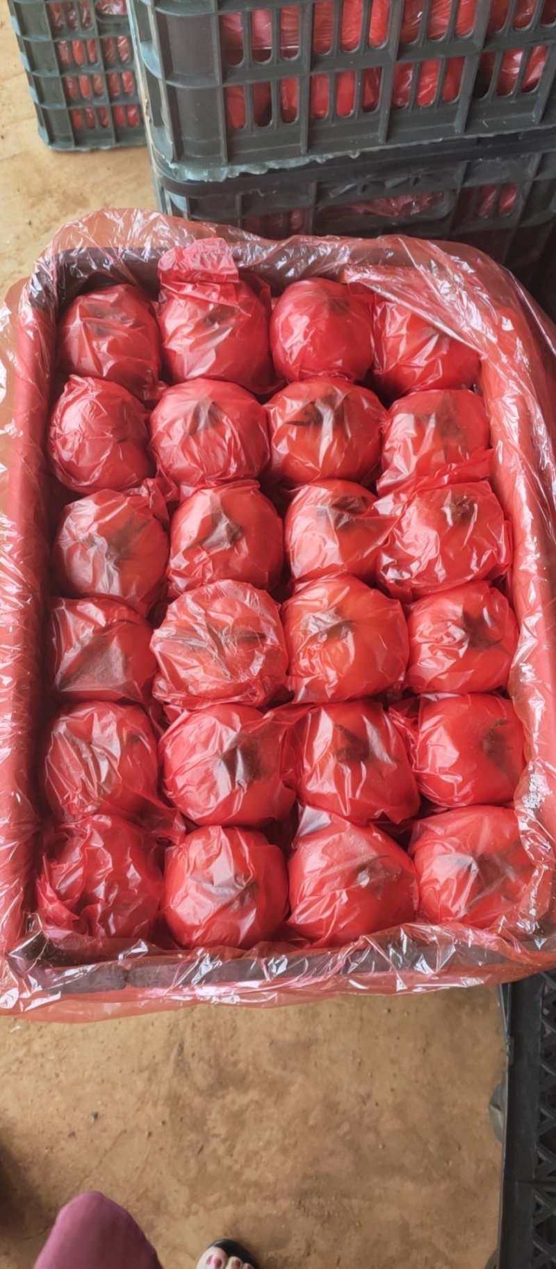 云南建水露天果，