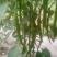 辣椒