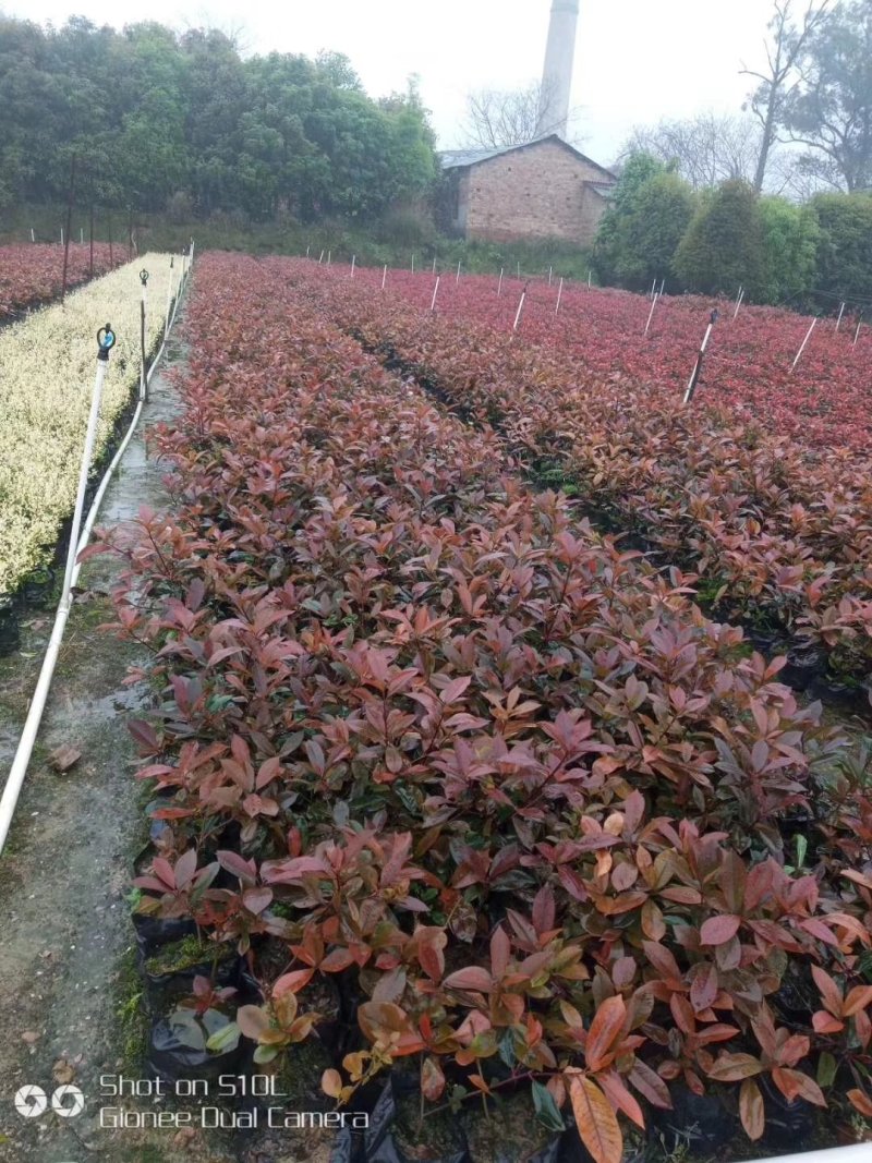 红叶石楠杯苗高25到30，冠幅25到30