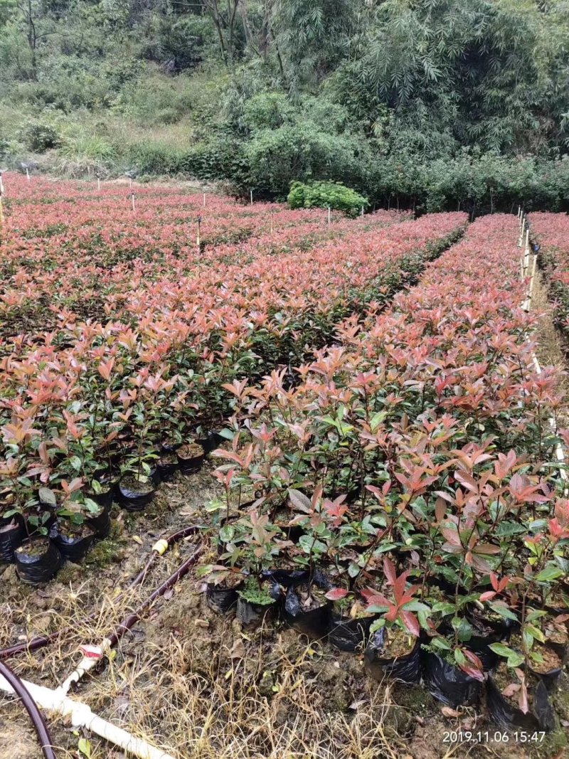 红叶石楠杯苗高25到30，冠幅25到30