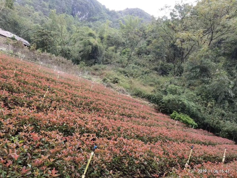 红叶石楠杯苗高25到30，冠幅25到30