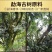 勐海古树云南普洱茶熟茶茶化石碎银子免洗糥香十年陈支持线上