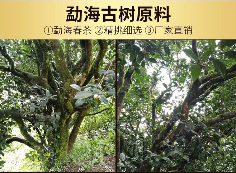 勐海古树云南普洱茶熟茶茶化石碎银子免洗糥香十年陈支持线上