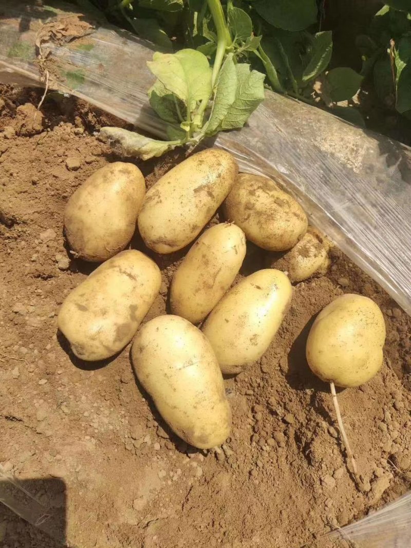 兰陵精品荷兰十五土豆大量上市都是黄心黄皮