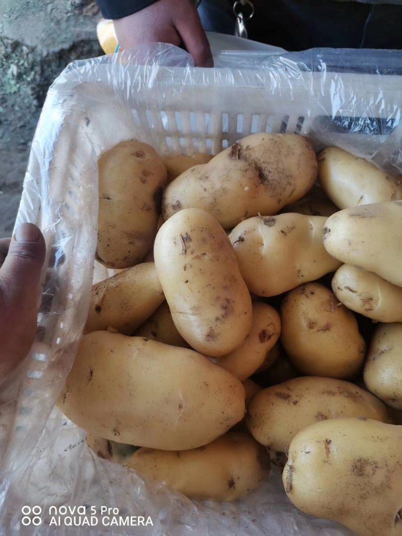 兰陵精品荷兰十五土豆大量上市都是黄心黄皮