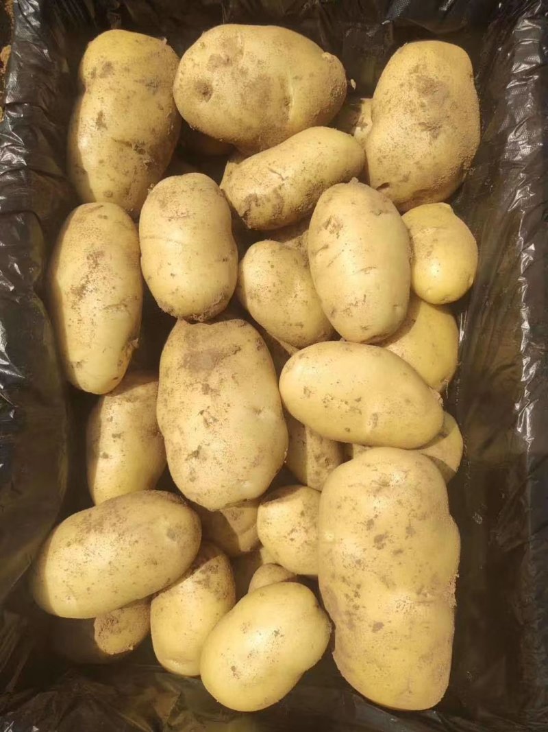 兰陵精品荷兰十五土豆大量上市都是黄心黄皮