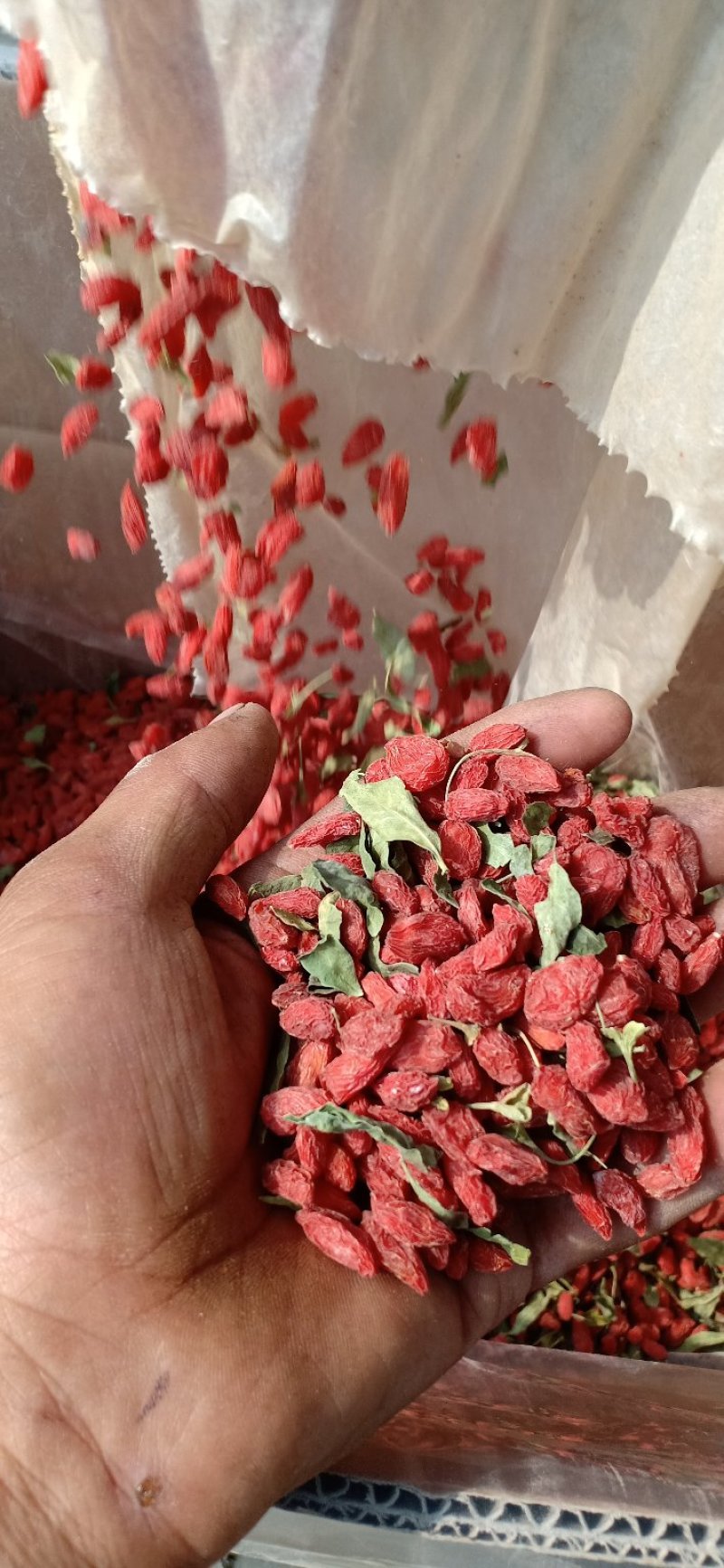 好枸杞天天有需要的先来先得
