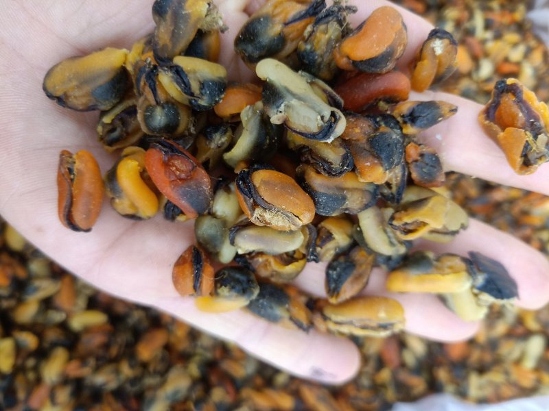 海虹干，干度特别好新货到家有大量现货，支持一件代发