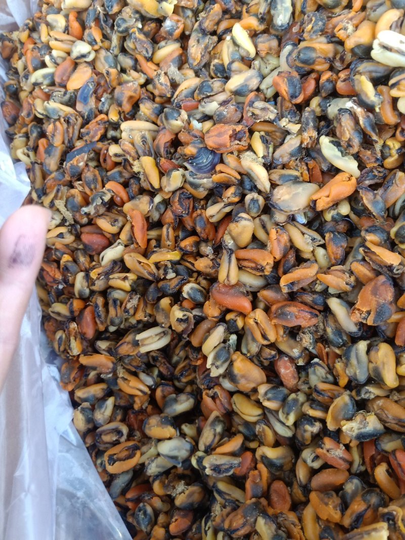 海虹干，干度特别好新货到家有大量现货，支持一件代发