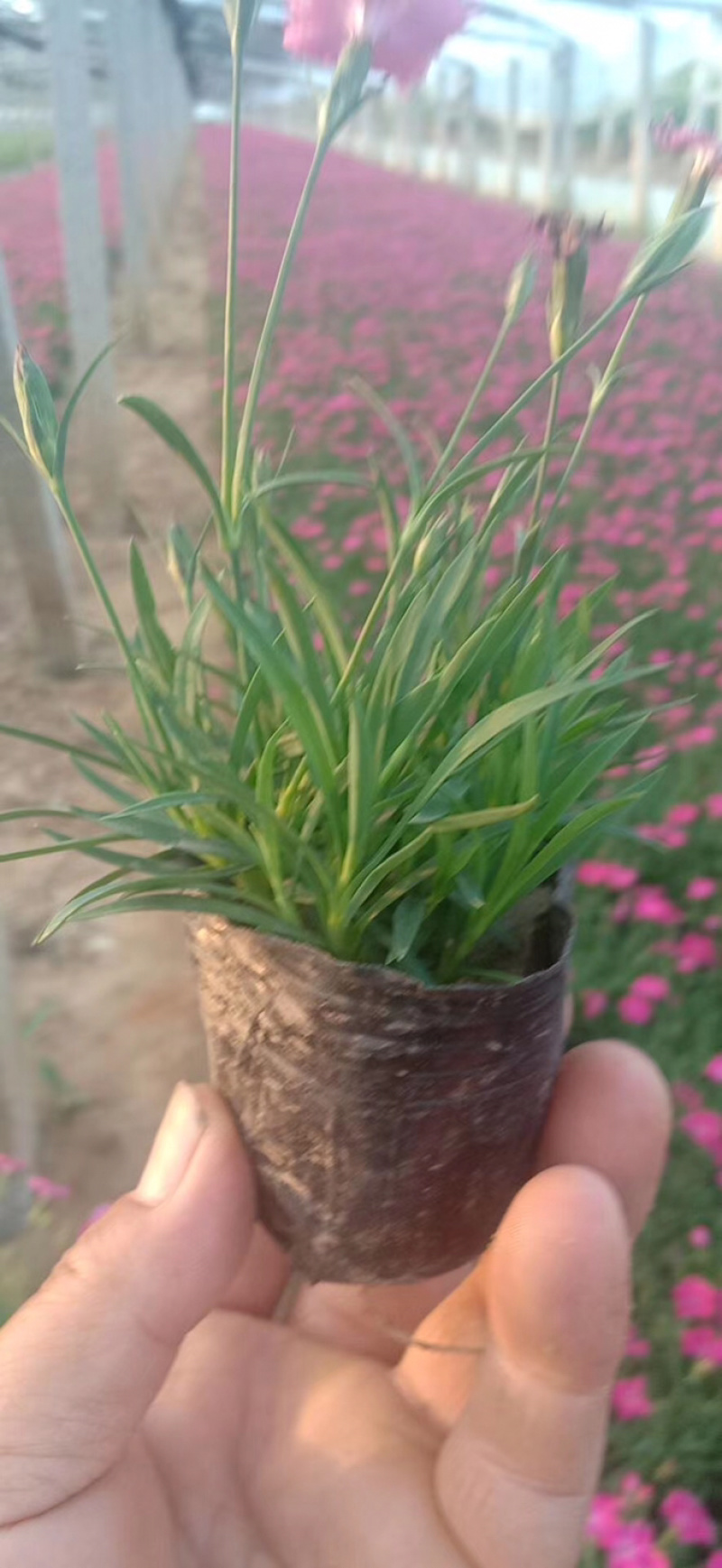 山东青州欧石竹，开花时间久，耐寒