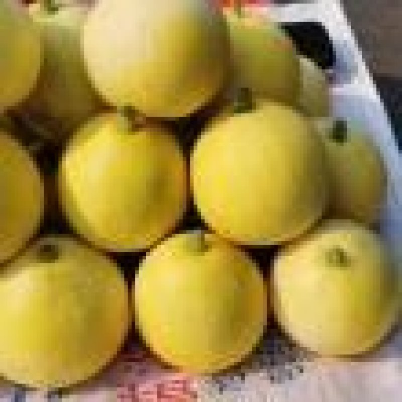 辽西精品京密香瓜大量上市，专业工人挑选，批发，代发。