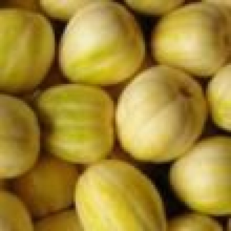 辽西精品京密香瓜大量上市，专业工人挑选，批发，代发。