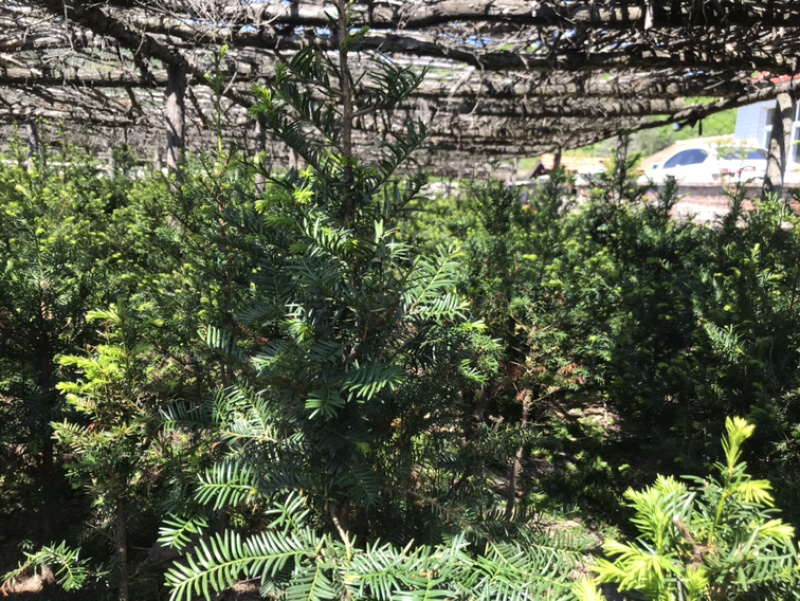【精品】红豆杉辽宁本溪桓仁县贵龙苗圃直售，量大从优！！！