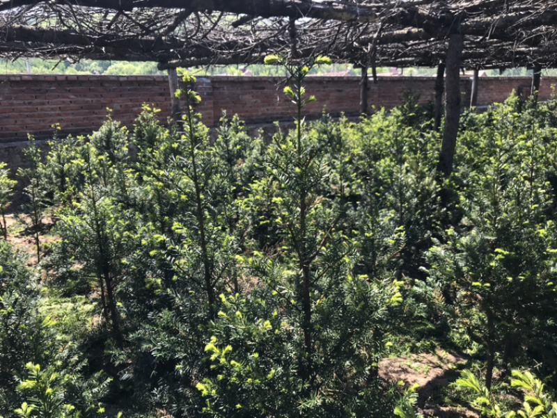 【精品】红豆杉辽宁本溪桓仁县贵龙苗圃直售，量大从优！！！